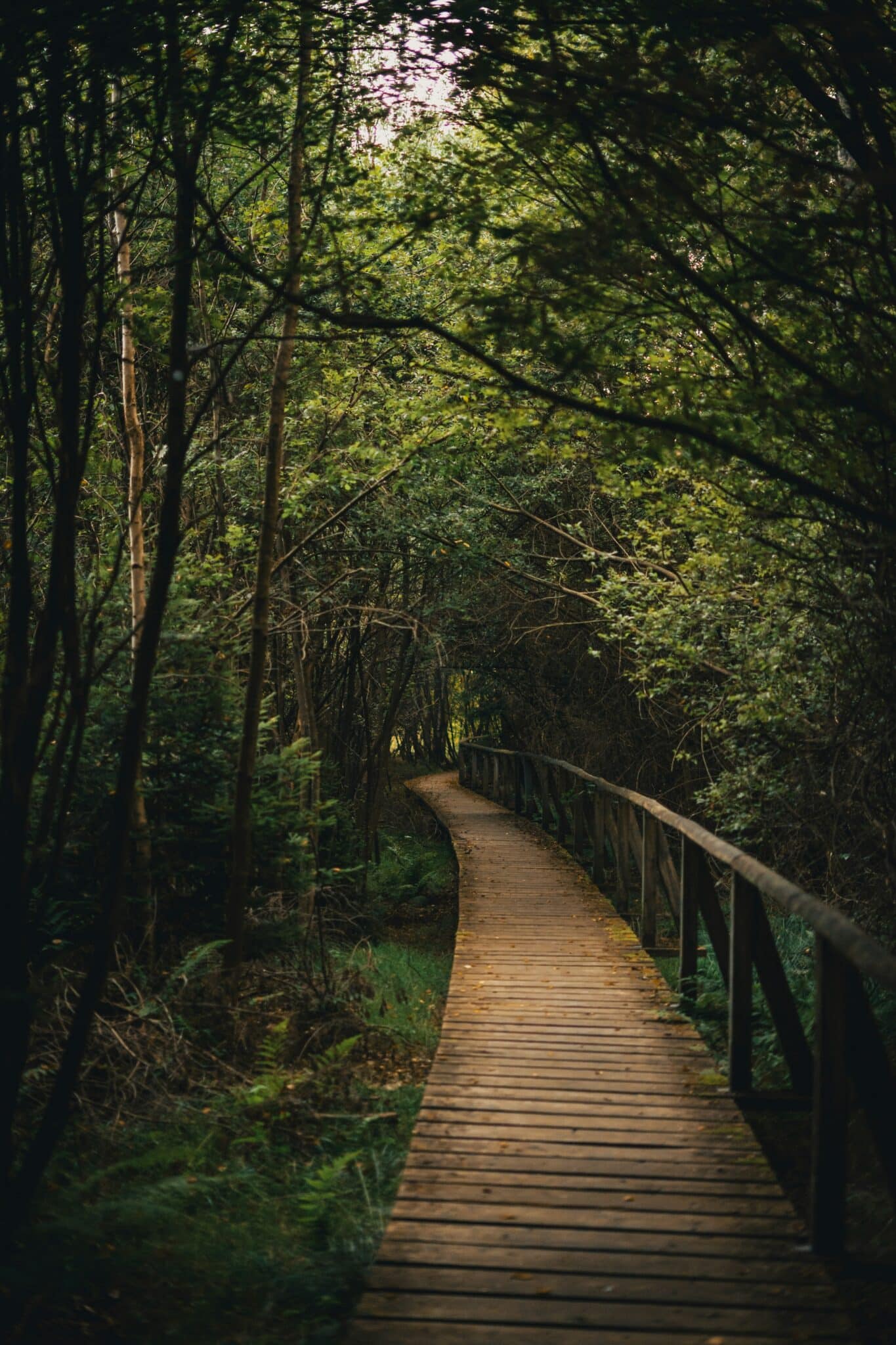 a wooden path through a forest with lots of trees