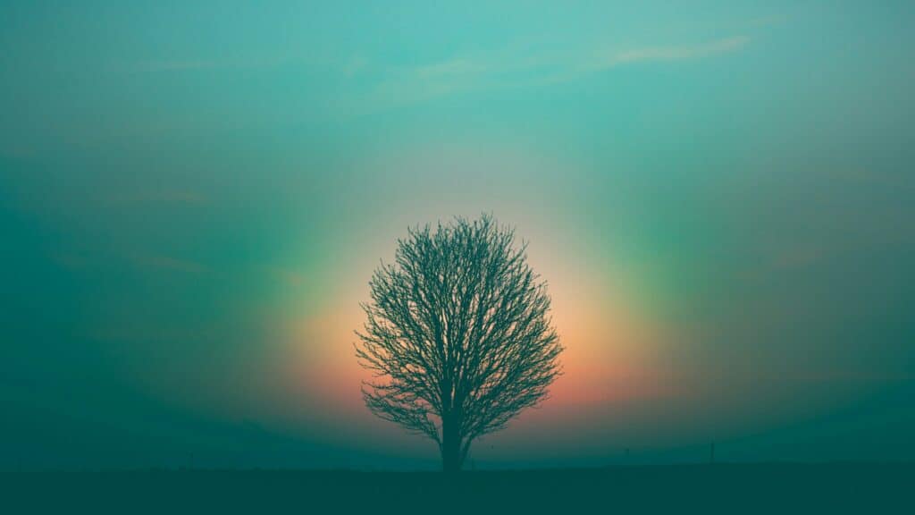 leafless tree under purple sky