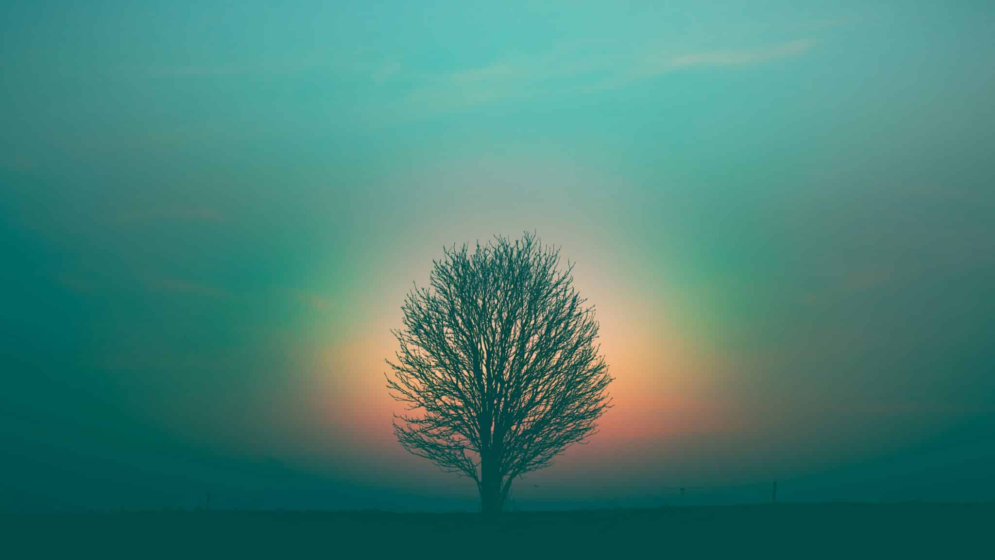 leafless tree under purple sky